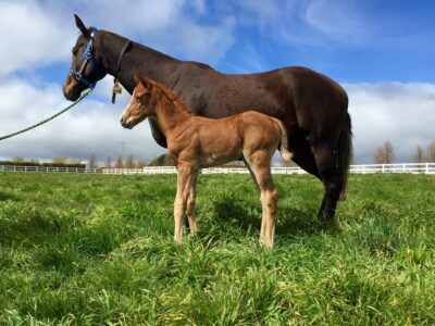 Arqana purchase Snow Bell (FR) with her Zoustar colt