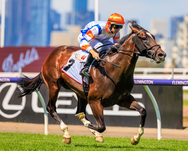 A Milestone for Grunt as Veight Stays Perfect in VRC Sires Produce Stakes